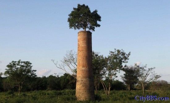 巴拉圭亚松森郊外的一家废弃工厂，烟囱顶部长出一棵树