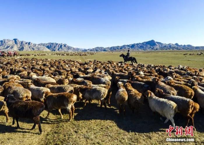 新疆阿勒泰地区福海县沙尔布拉克牧场，当地牧民在阿勒泰山古老的牧道附近放牧 ...