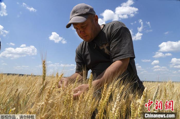 一位农民在顿涅茨克地区的田地里检查小麦的成熟度