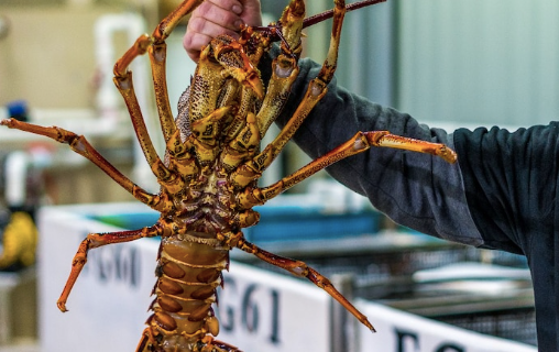 澳洲一位渔民Clive Perryman从事龙虾进出口贸易已经25年